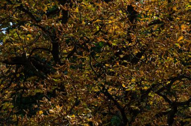 Sonbahar ağaçlarıyla yapraklar, Sofya, Eylül 2018