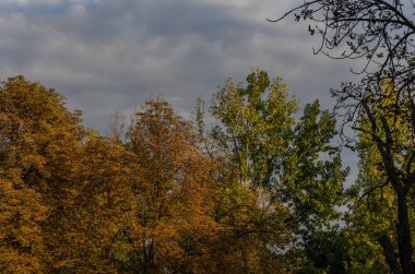 Sonbahar ağaçlarıyla yapraklar, Sofya, Eylül 2018