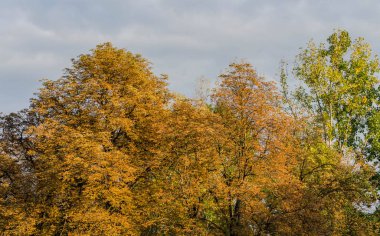 Sonbahar ağaçlarıyla yapraklar, Sofya, Eylül 2018