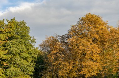 Sonbahar ağaçlarıyla yapraklar, Sofya, Eylül 2018