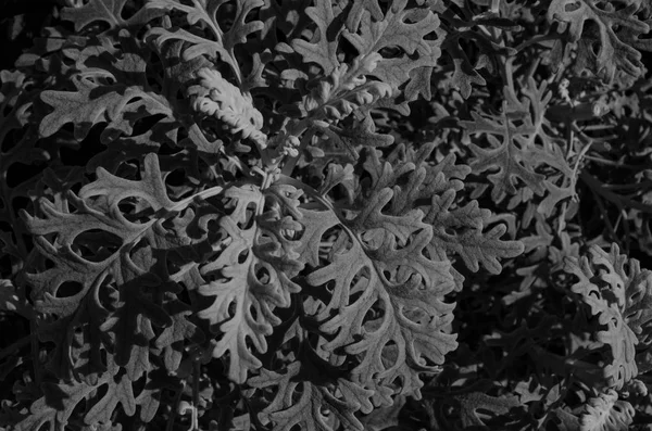 黑白装饰花 — 图库照片