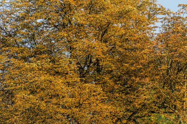 A trees with autumn leafs, Sofia, September 2018