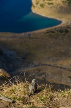 Geri kalan bir Zirvesi'nde yedi rila göller üzerinde Rila Dağı, Bulgaristan sahip alp dağ bülbülü