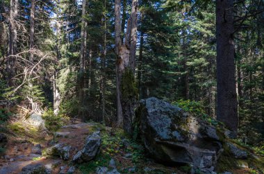 Rock ve Rila Dağı, Bulgaristan ölü ağaç, orman yatay