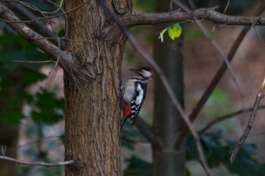 Solucan, Lozenets, Sofia, Bulgaristan için gagalamayı benim arka bahçesinde rengarenk ağaçkakan