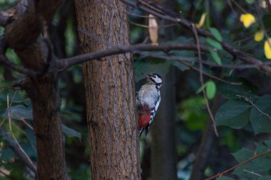 Solucan, Lozenets, Sofia, Bulgaristan için gagalamayı benim arka bahçesinde rengarenk ağaçkakan
