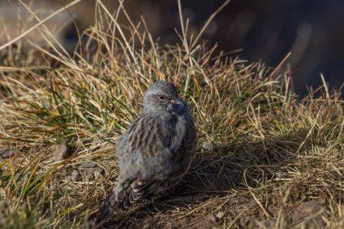 Geri kalan bir Zirvesi'nde yedi rila göller üzerinde Rila Dağı, Bulgaristan sahip alp dağ bülbülü
