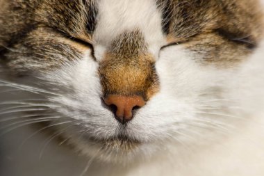 Bir sonbahar sabahı güneşin tadını çıkarma sevimli beyaz ve gri kedi