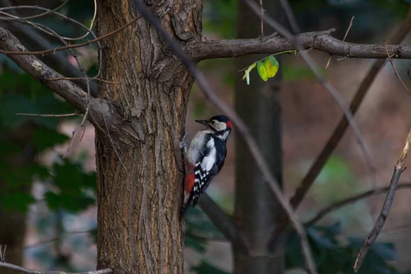 Motley woodpecker in my back yard pecking for worm, Lozenets, Sofia, Bulgaria