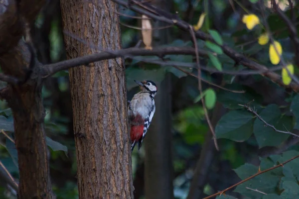 Motley woodpecker in my back yard pecking for worm, Lozenets, Sofia, Bulgaria