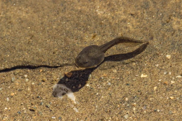 Tadpoles Lago Salzata Lágrima Prova Pântano Causado Pela Presença Turística — Fotografia de Stock