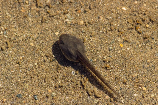 Tadpoles Lago Salzata Lágrima Prova Pântano Causado Pela Presença Turística — Fotografia de Stock