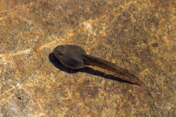 Tadpoles Lago Salzata Lágrima Prova Pântano Causado Pela Presença Turística — Fotografia de Stock