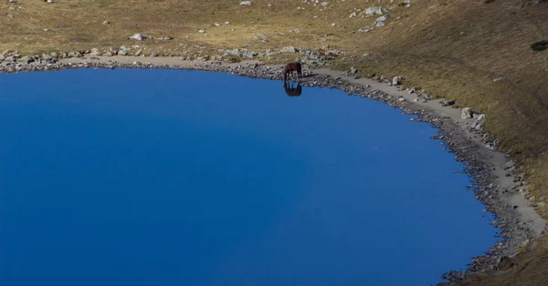 Cavalo Mula Fundo Lago Babreka Rim Grupo Lagos Glaciais Noroeste — Fotografia de Stock