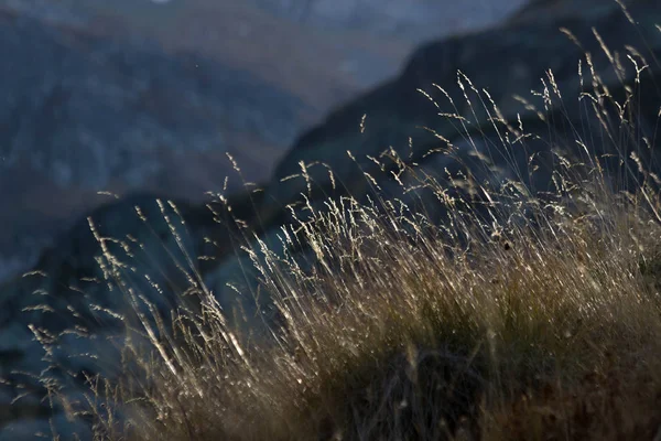 Hochlandgras Das Von Der Sonne Beschienen Wurde Rila Mountain Bulgarien — Stockfoto