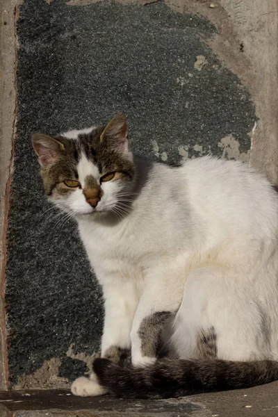 Cute White Grey Cat Basking Sun Autumn Morning — Stock Photo, Image