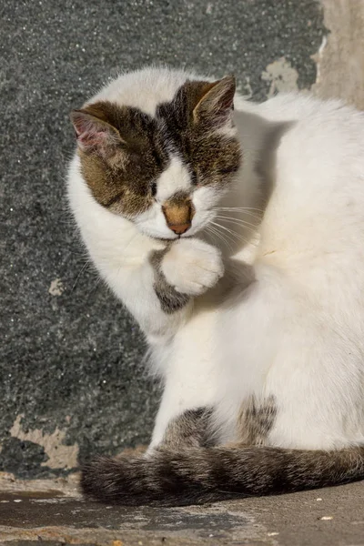 Cute White Grey Cat Basking Sun Autumn Morning — Stock Photo, Image