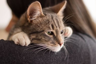 Yeşil gözlü oynak küçük kedi yavrusu