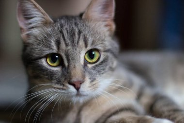 Yeşil gözlü oynak küçük kedi yavrusu