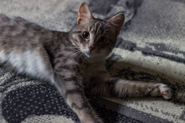 Gatinho Brincalhão Com Olhos Verdes — Fotografia de Stock