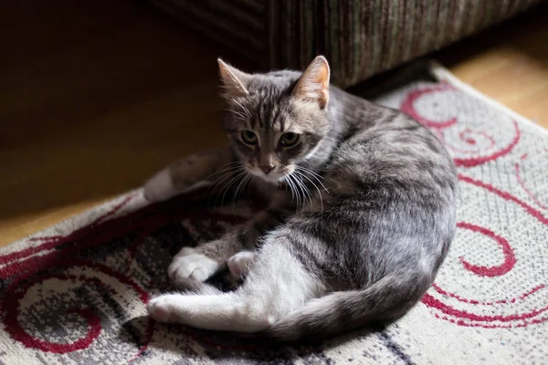 Yeşil Gözlü Oynak Küçük Kedi Yavrusu — Stok fotoğraf