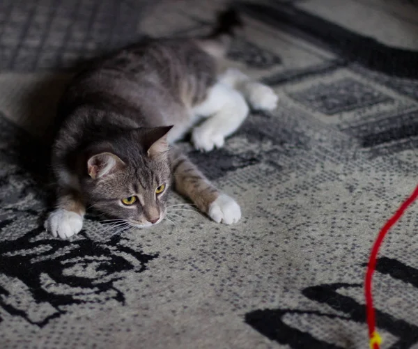 緑の目で遊び心のある子猫 — ストック写真