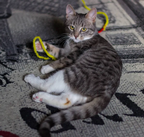 Yeşil Gözlü Oynak Küçük Kedi Yavrusu — Stok fotoğraf