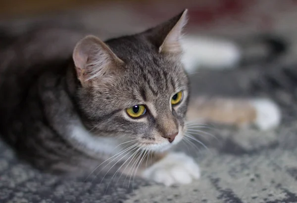 Yeşil Gözlü Oynak Küçük Kedi Yavrusu — Stok fotoğraf