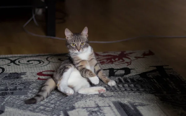 緑の目で遊び心のある子猫 — ストック写真