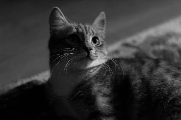 緑の目で遊び心のある子猫 — ストック写真