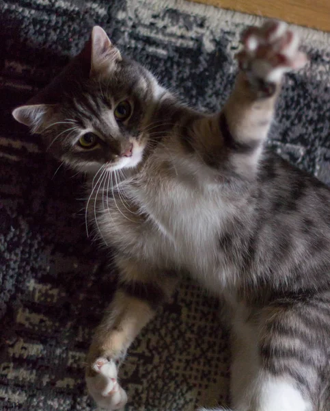 緑の目で遊び心のある子猫 — ストック写真