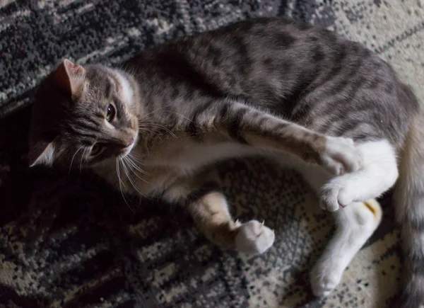 緑の目で遊び心のある子猫 — ストック写真