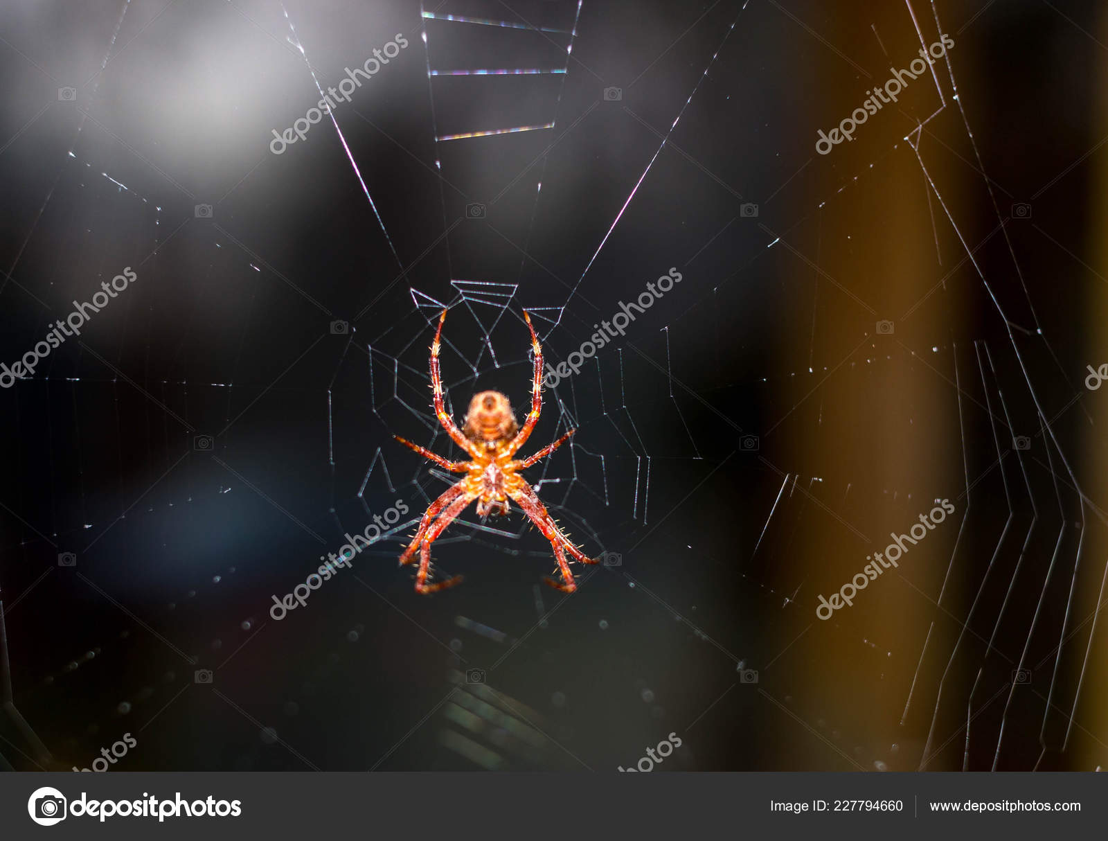 黄色红色蜘蛛和它的网 图库照片 C Chorbadzhiyski