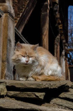 Taş duvar eski Lovetch, Bulgaristan'ın eski bir ev üzerinde uyuyan kedi