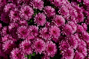 Buz tesisi - yaz ve sonbahar boyunca etli yaprakları lahana gibi rozet ile eski moda bir uzun ömürlü