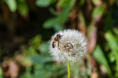 Bir dron bir çiçek bir çiçek üzerinde