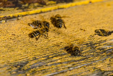 Arılar bir beehaive bir girişi üzerinde