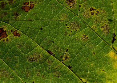 Kurutulmuş yaprak ve onun fraktal damarlar kapat