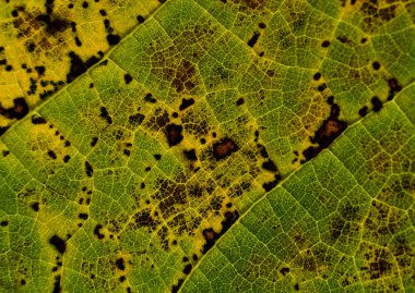 Kurutulmuş yaprak ve onun fraktal damarlar kapat