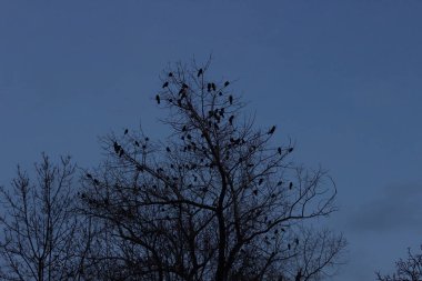 Bir autimn ağacı im yhe Parkı ile yüz kargalar alighted ITE üzerinde gece karanlığında