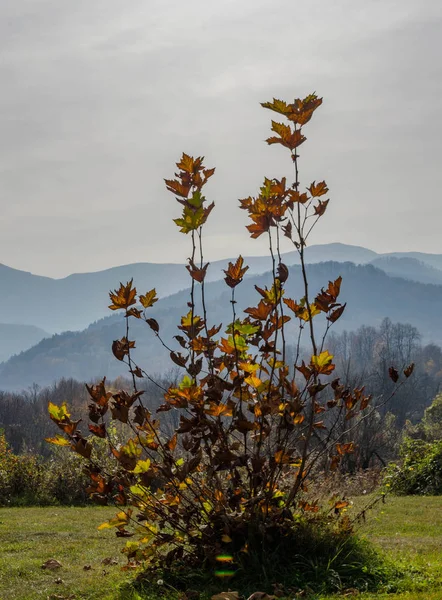 Buisson Automne Arrière Plan Montagne Balkanique Parc National Des Balkans — Photo