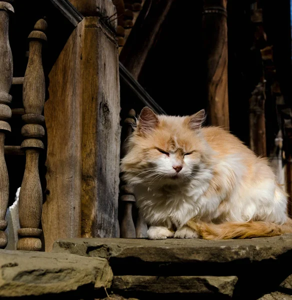 Cat sleeping on stone wall on an old house in Old Lovetch, Bulgaria