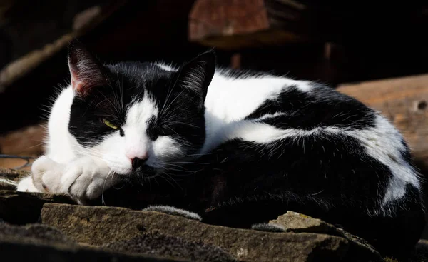 Black White Cat Sleeping Stone Wall — Stock Photo, Image