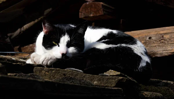 Black White Cat Sleeping Stone Wall — Stock Photo, Image