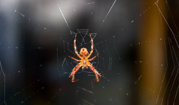 Aranha Vermelha Amarela Sua Teia — Fotografia de Stock