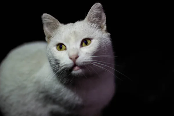 Kedi Karanlıkta Atış Yeşilimsi Gözleri Odaklı — Stok fotoğraf