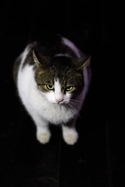 Cat Shot Dark Focus Its Greeny Eyes — Stock Photo, Image