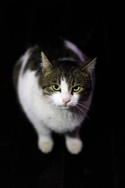 Gato Baleado Escuro Com Foco Seus Olhos Verdes — Fotografia de Stock