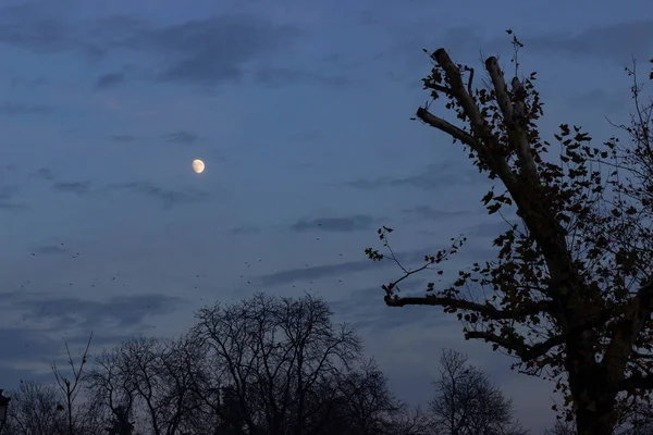 Árbol Autimn Parque Con Cuervos Encendidos Anochecer Una Media Luna — Foto de Stock