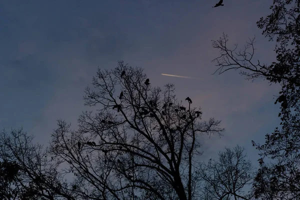 Uma Árvore Autimn Yhe Parque Com Centenas Corvos Pousou Ite — Fotografia de Stock